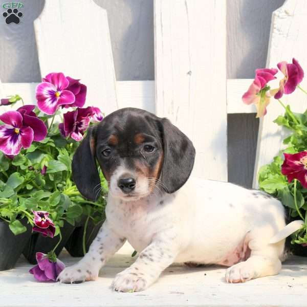 Riley-Mini, Dachshund Puppy