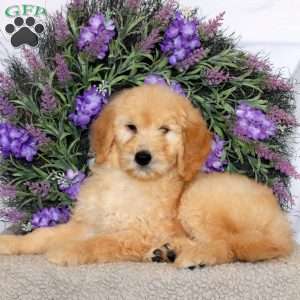 Riley, Goldendoodle Puppy