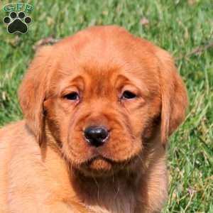 Riley, Fox Red Labrador Retriever Puppy