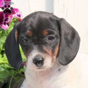 Riley-Mini, Dachshund Puppy