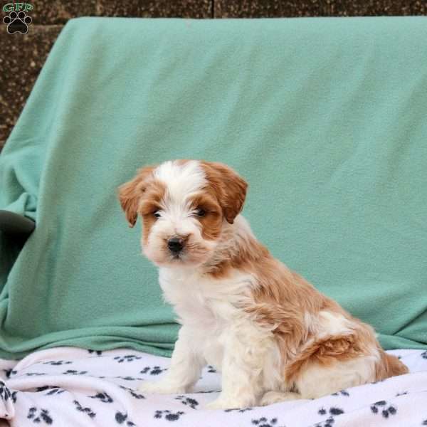 Riley, Miniature Poodle Mix Puppy