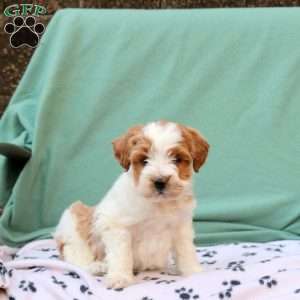 Riley, Miniature Poodle Mix Puppy