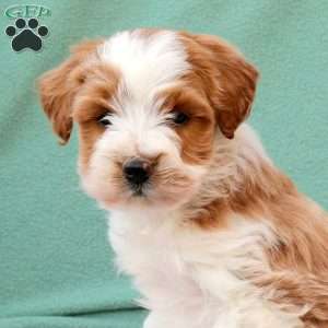 Riley, Miniature Poodle Mix Puppy