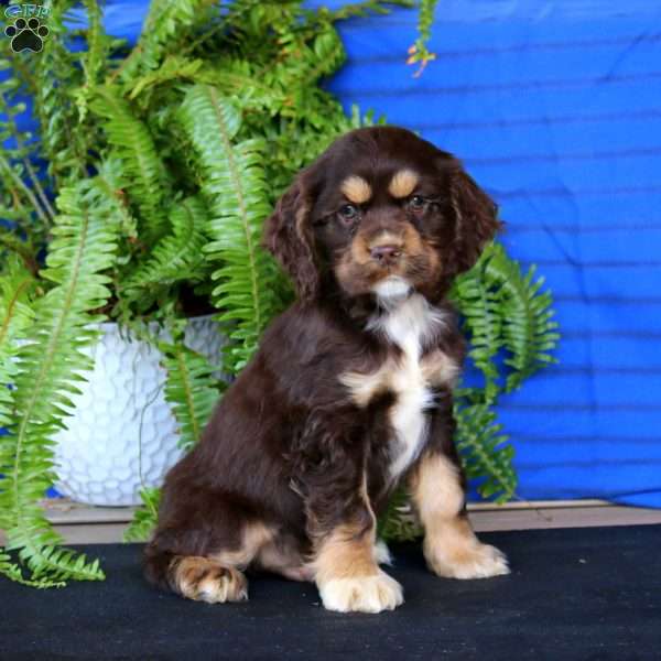 Riley, Cocker Spaniel Puppy