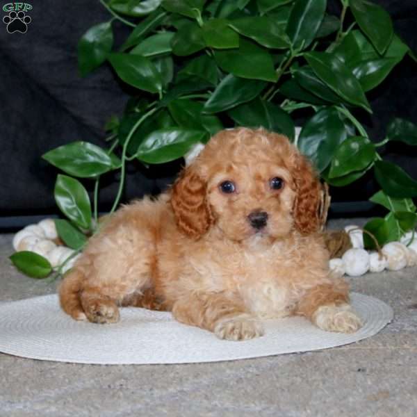 Riley, Cockapoo Puppy