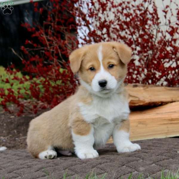 Riley, Pembroke Welsh Corgi Puppy