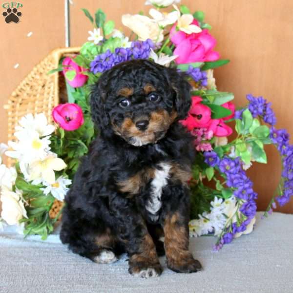 Riley, Cockapoo Puppy
