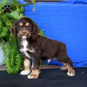 Riley, Cocker Spaniel Puppy
