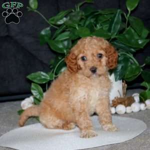 Riley, Cockapoo Puppy