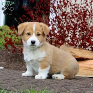 Riley, Pembroke Welsh Corgi Puppy