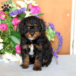 Riley, Cockapoo Puppy