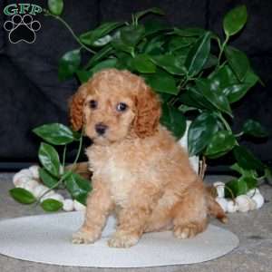 Riley, Cockapoo Puppy