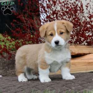 Riley, Pembroke Welsh Corgi Puppy