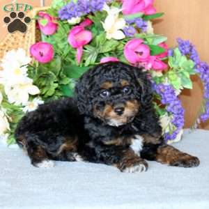 Riley, Cockapoo Puppy