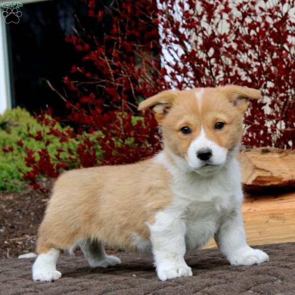Rilynn, Pembroke Welsh Corgi Puppy
