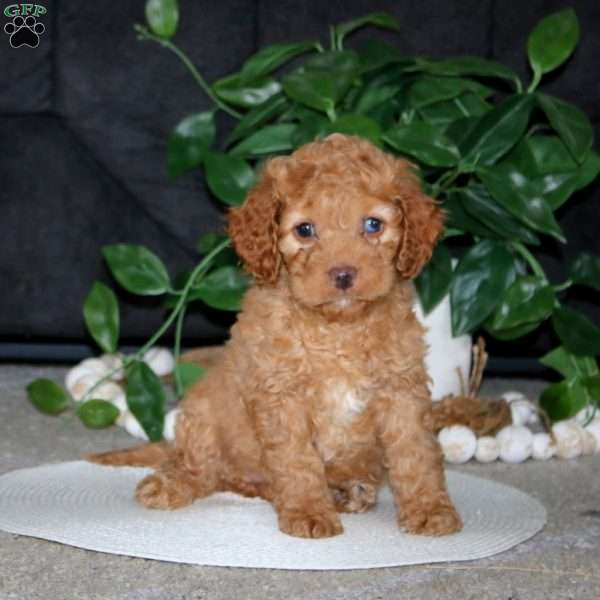 Rilynn, Cockapoo Puppy