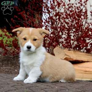 Rilynn, Pembroke Welsh Corgi Puppy