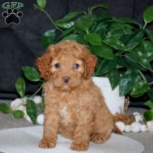 Rilynn, Cockapoo Puppy