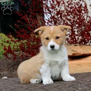 Rilynn, Pembroke Welsh Corgi Puppy