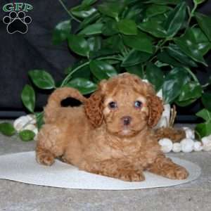 Rilynn, Cockapoo Puppy