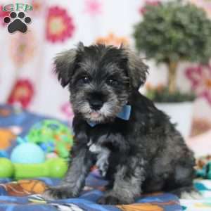Rio, Miniature Schnauzer Puppy
