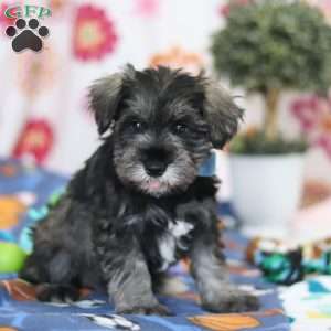 Rio, Miniature Schnauzer Puppy
