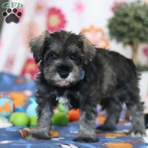 Rio, Miniature Schnauzer Puppy