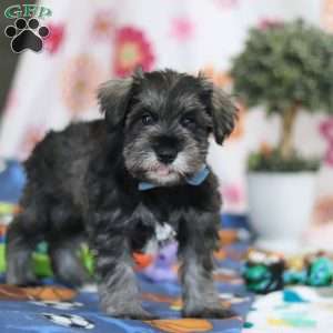 Rio, Miniature Schnauzer Puppy