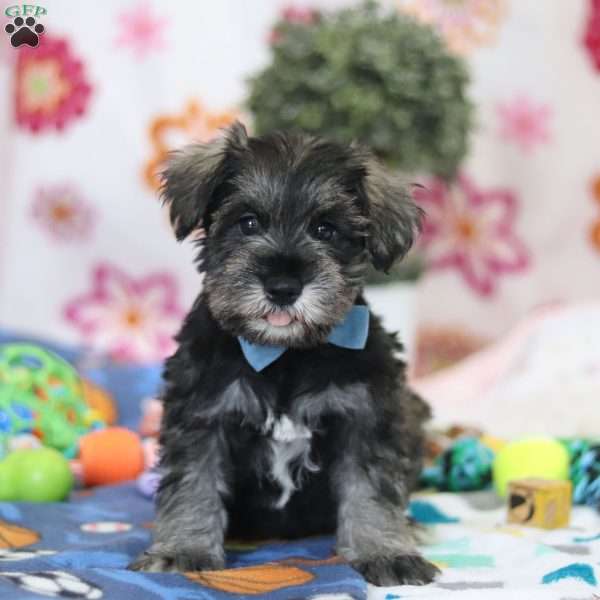 Rio, Miniature Schnauzer Puppy