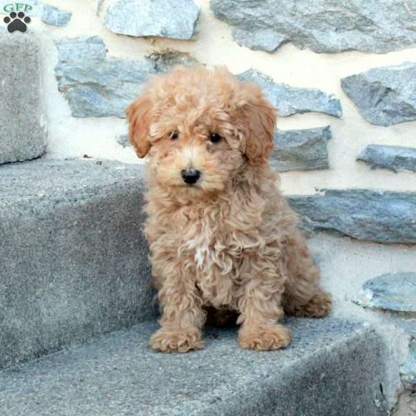 Riot, Bich-Poo Puppy