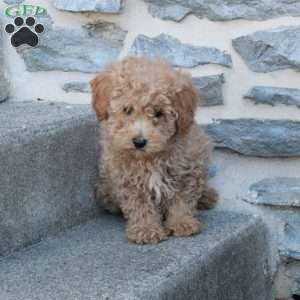 Riot, Bich-Poo Puppy