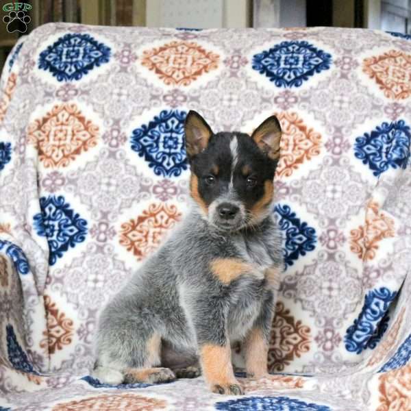 Ripple, Blue Heeler – Australian Cattle Dog Puppy