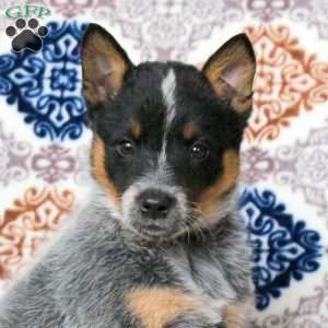 Ripple, Blue Heeler – Australian Cattle Dog Puppy