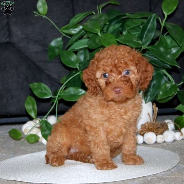 Ripple, Cockapoo Puppy