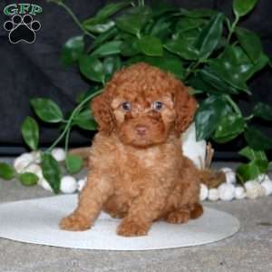 Ripple, Cockapoo Puppy