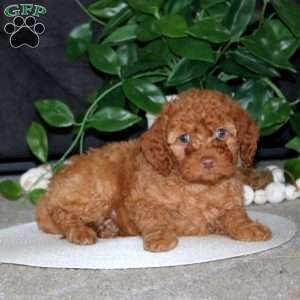 Ripple, Cockapoo Puppy