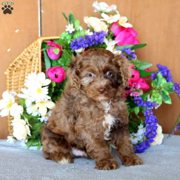 Ripple, Cockapoo Puppy