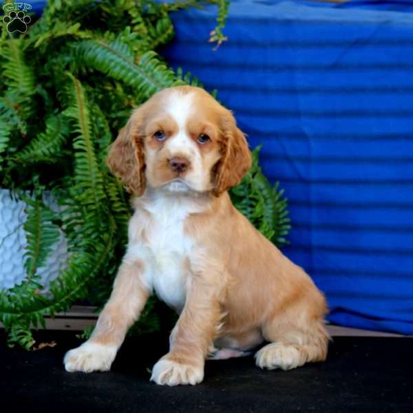 Ripple, Cocker Spaniel Puppy