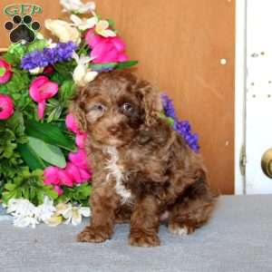 Ripple, Cockapoo Puppy