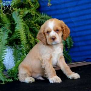 Ripple, Cocker Spaniel Puppy