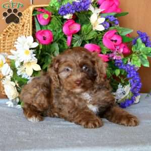 Ripple, Cockapoo Puppy