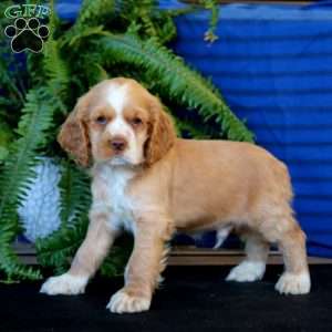 Ripple, Cocker Spaniel Puppy