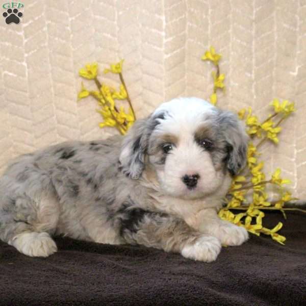 Rita, Mini Aussiedoodle Puppy
