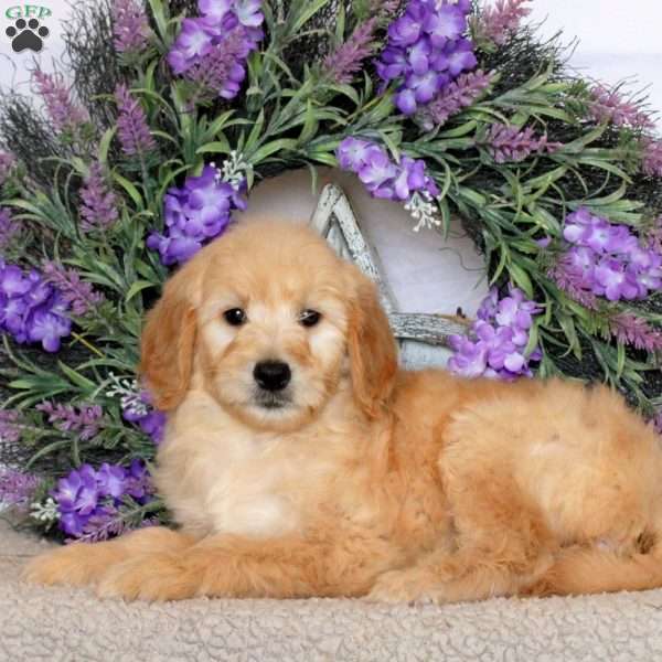 Rita, Goldendoodle Puppy