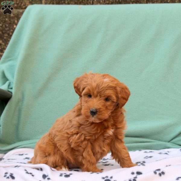 Rita, Miniature Poodle Mix Puppy