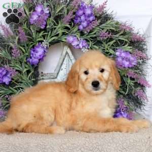 Rita, Goldendoodle Puppy