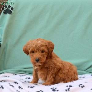 Rita, Miniature Poodle Mix Puppy
