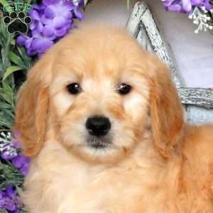 Rita, Goldendoodle Puppy