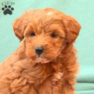 Rita, Miniature Poodle Mix Puppy