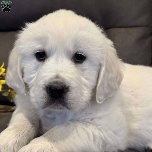 Rita, English Cream Golden Retriever Puppy